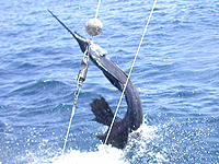 Sportfishing in Costa Rica