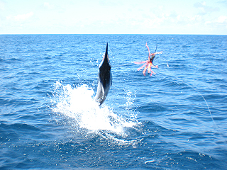galapagos sport fishing